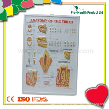 Dental Medical 3D Anatomy Chart